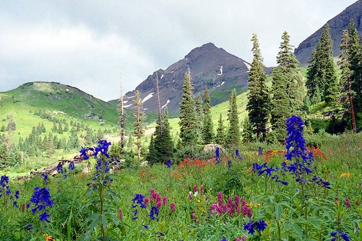 Finalists of the Spring High Country Garden Photography Contest, Yankee Boy Basin & Wildflowers by Pat Hilbert