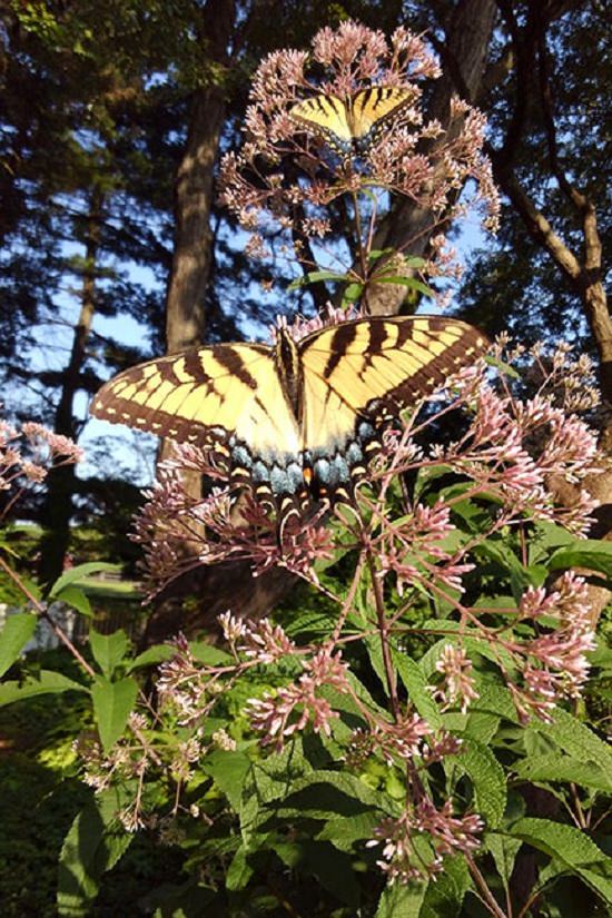 Finalists of the Fall/Winter High Country Garden Photography Contest, Swallowtail Butterflies & Joe Pye Weed By Kathleen Conner
