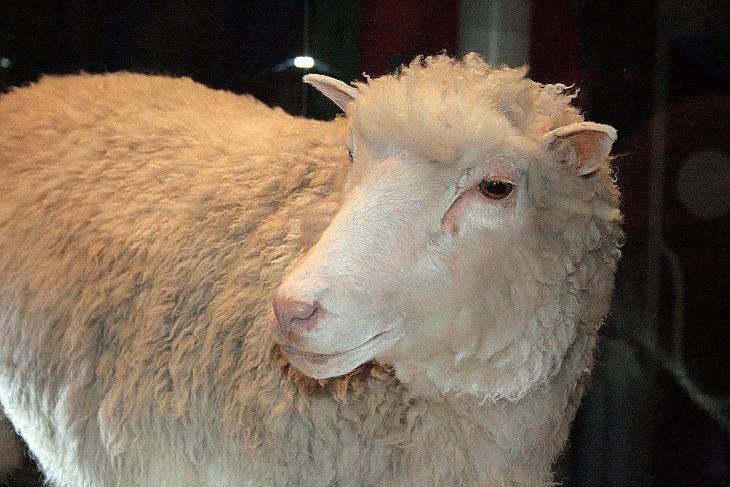 Most Famous Animals in the world, Dolly the cloned sheep