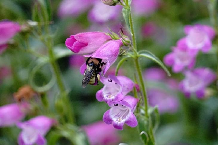Finalists of the Fall/Winter High Country Garden Photography Contest, Red Rocks Penstemon & Bee By Jason Bidgood