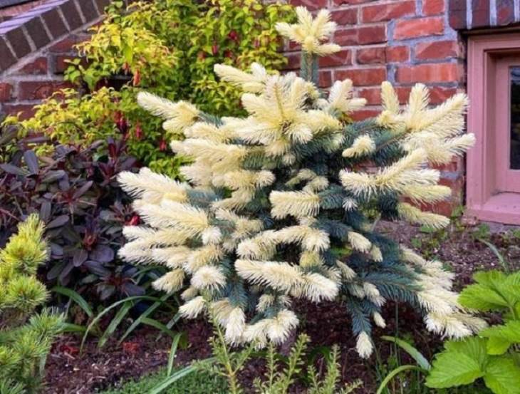 Photographs of odd and bizarre animals, plants, fruits and vegetables that are disguised as other things or have strange appearances, blue spruce plant that is white