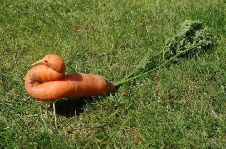 Photographs of odd and bizarre animals, plants, fruits and vegetables that are disguised as other things or have strange appearances, carrot that is shaped like a bird