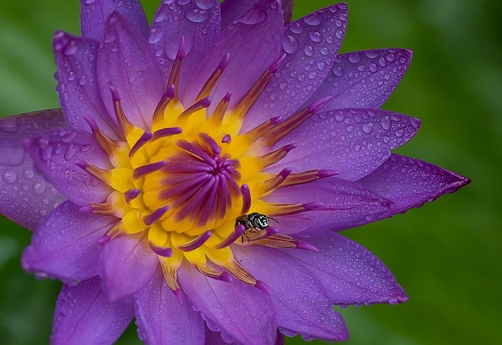 Photographs of colorful flowers found across Hawaii, Purple Water Lily (Nymphaea nouchali)