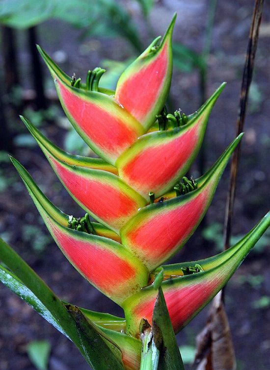 Photographs of colorful flowers found across Hawaii, Heliconia