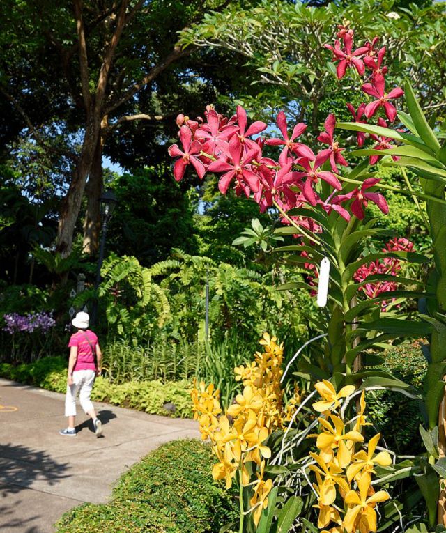 The many beautiful flowers, sights, attractions and exhibits in the natural oasis Singapore Botanic Garden, pathways in the National Orchid Garden