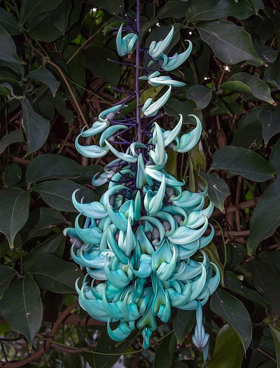 Photographs of colorful flowers found across Hawaii, Blue Jade Vine (Strongylodon macrobotrys)
