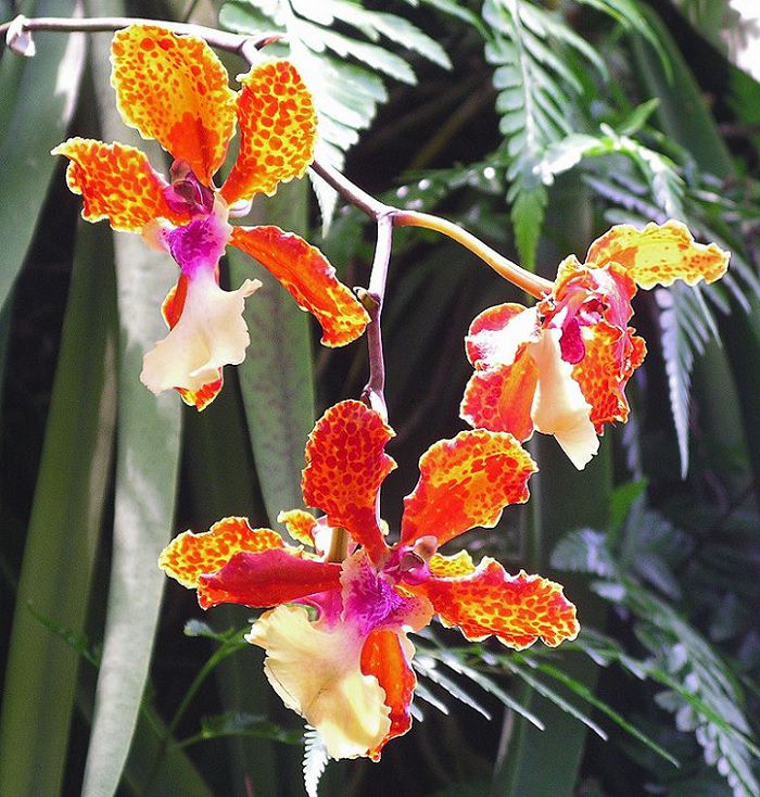 The many beautiful flowers, sights, attractions and exhibits in the natural oasis Singapore Botanic Garden, orchids in the National Orchid Garden
