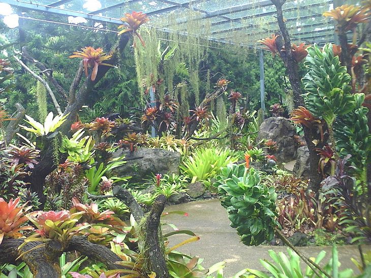 The many beautiful flowers, sights, attractions and exhibits in the natural oasis Singapore Botanic Garden, The Yuen-Peng McNeice Bromeliad Collection in the National Orchid Garden