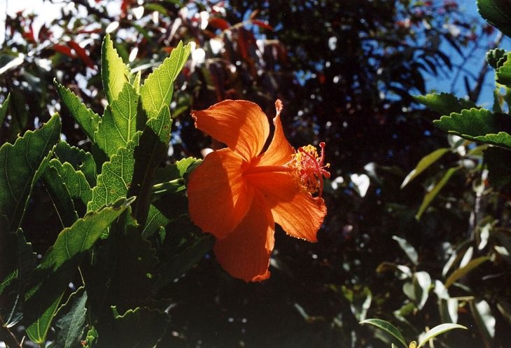 Photographs of colorful flowers found across Hawaii, Hibiscus kokio