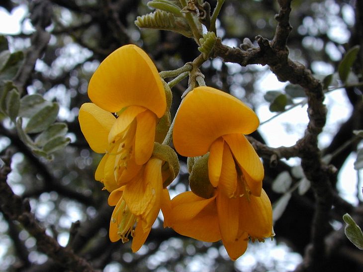 Photographs of colorful flowers found across Hawaii, Māmane (Sophora chrysophylla)