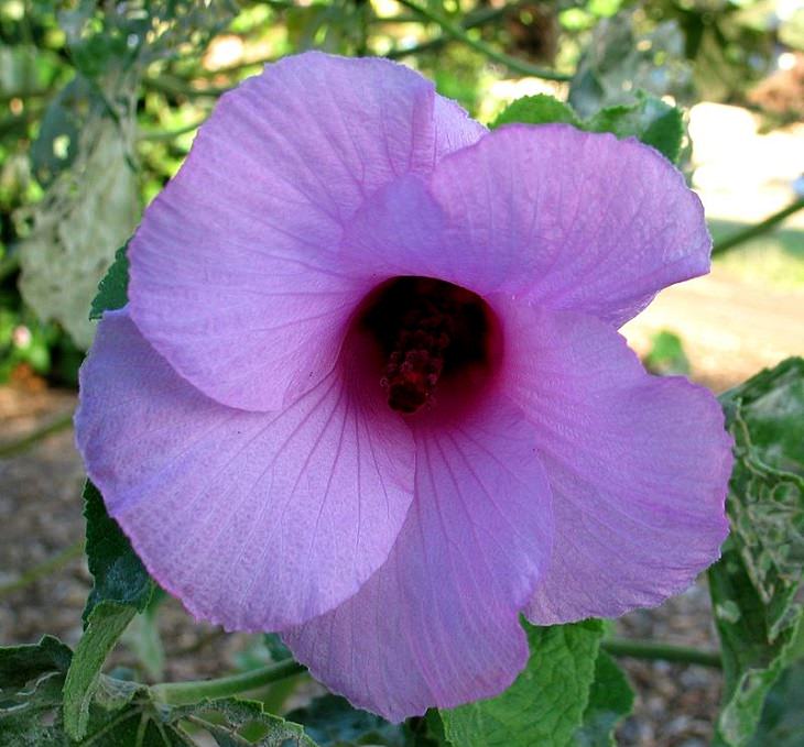 Photographs of colorful flowers found across Hawaii, Hibiscus furcellatus