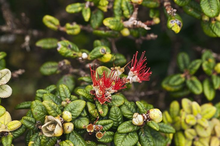 Photographs of colorful flowers found across Hawaii, Lehua papa (Metrosideros rugosa)