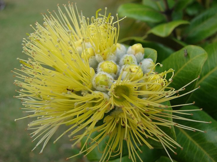 Photographs of colorful flowers found across Hawaii, Yellow Lehua (Metrosideros polymorpha)
