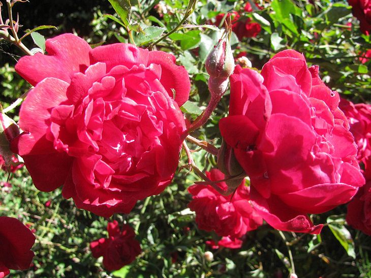 Photographs of colorful flowers found across Hawaii, Lokelani Rose (Rosa chinensis)
