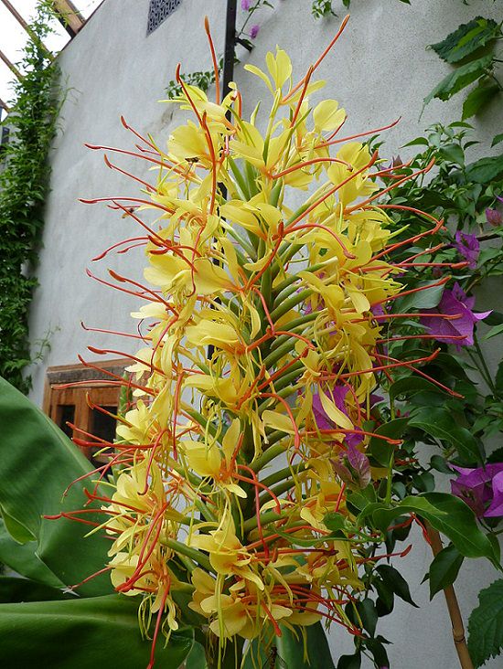 Photographs of colorful flowers found across Hawaii, Kahili ginger (Hedychium gardnerianum)