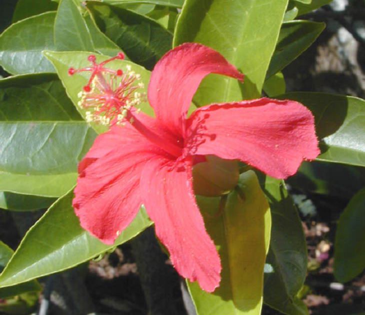 Photographs of colorful flowers found across Hawaii, Hibiscus clayi