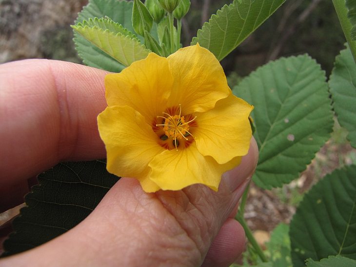 Photographs of colorful flowers found across Hawaii, ‘Ilima Flower (Sida Fallax)