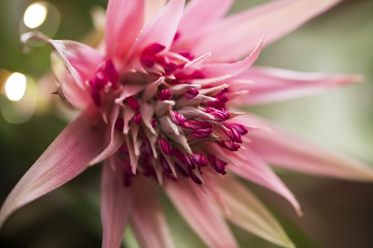 Photographs of colorful flowers found across Hawaii, Bromeliad Flower