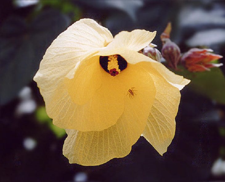 Photographs of colorful flowers found across Hawaii, Hibiscus tiliaceus