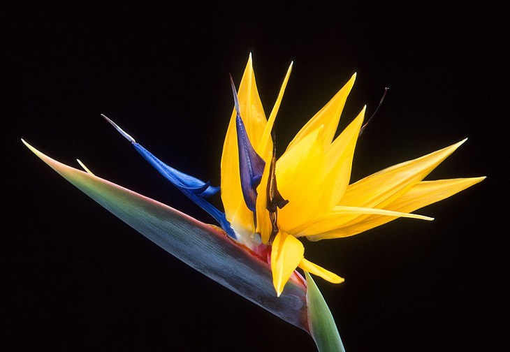 Photographs of colorful flowers found across Hawaii, Bird of Paradise (Strelitzia)