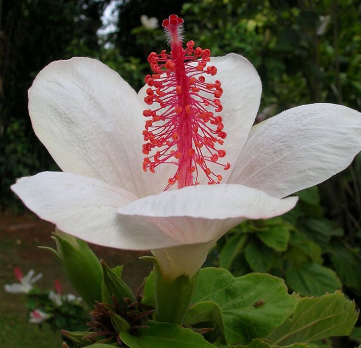 Photographs of colorful flowers found across Hawaii, Hibiscus waimeae