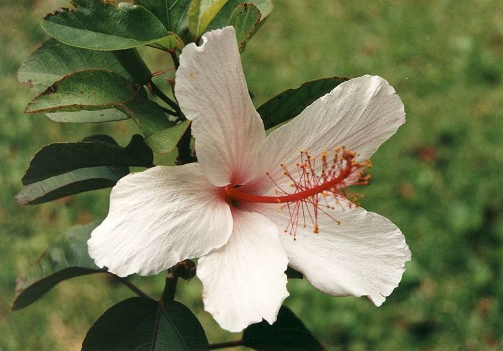 Photographs of colorful flowers found across Hawaii, Hibiscus arnottianus