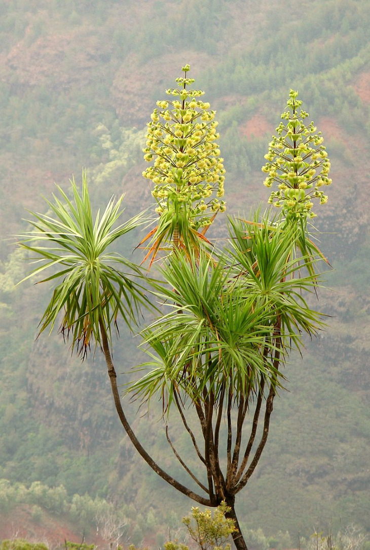 Photographs of colorful flowers found across Hawaii, Hawaiian iliau (Wilkesia gymnoxiphium)