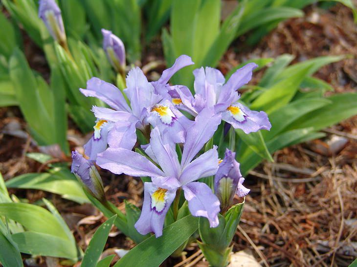 Colorful wild flowers found in the Smoke Mountains region, The Dwarf Crested Iris (Iris cristata)