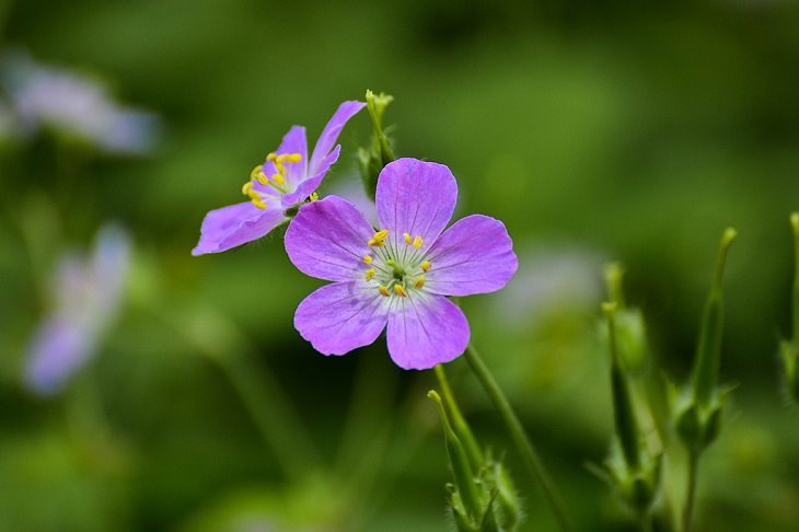 Colorful wild flowers found in the Smoke Mountains region, Wild geranium, also known as spotted geranium or wood geranium (Geranium maculatum)