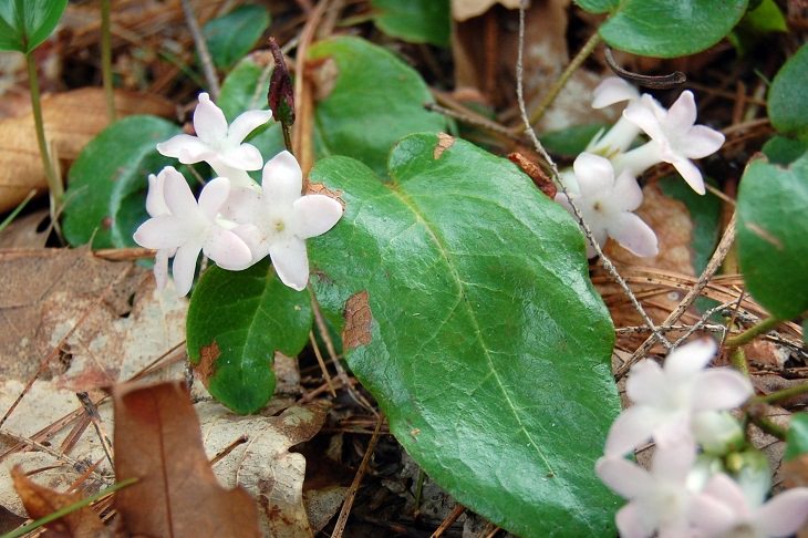 Colorful wild flowers found in the Smoke Mountains region, The Mayflower, also known as the trailing arbutus (Epigaea repens)