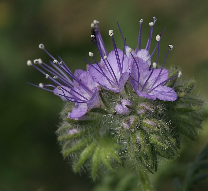 Colorful wild flowers found in the Smoke Mountains region, Purple Phacelia, also known as purple tansy, blue tansy or lacy phacelia (Phacelia tanacetifolia)