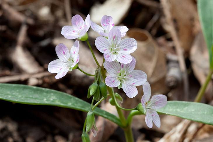 Colorful wild flowers found in the Smoke Mountains region, Eastern spring beauty, also known as the Virginia springbeauty, grass-flower or fairy spud (Claytonia virginica)