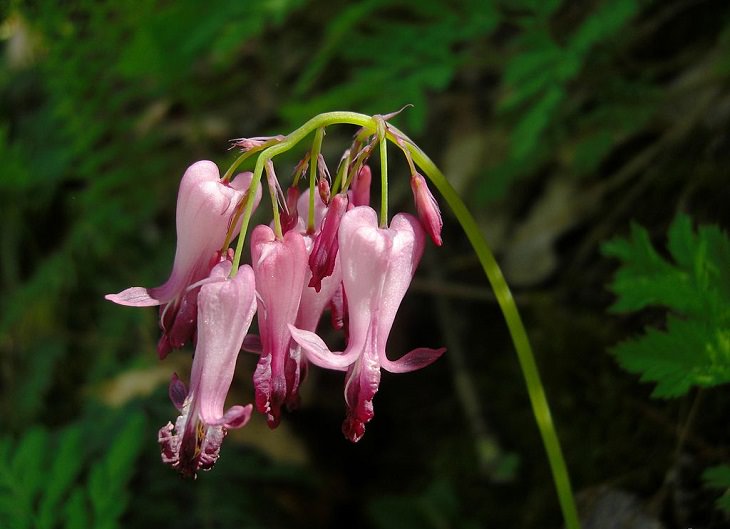 Colorful wild flowers found in the Smoke Mountains region, The Bleeding Heart, also known as the wild or fringed bleeding-heart, turkey-corn (Dicentra eximia)