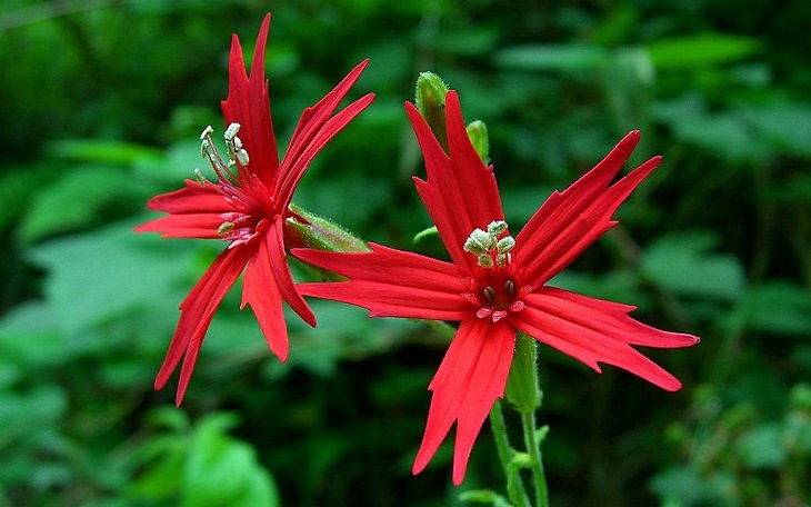 Colorful wild flowers found in the Smoke Mountains region, The Fire Pink (Silene virginica)