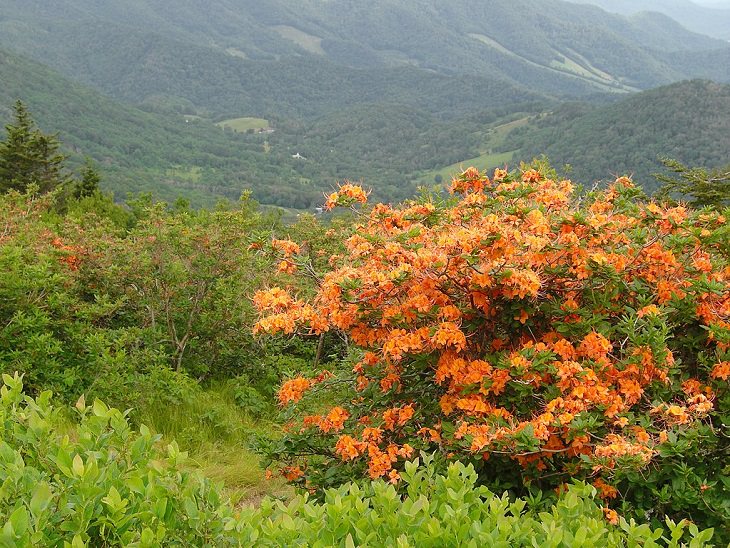 Colorful wild flowers found in the Smoke Mountains region, The Flame Azalea (Rhododendron calendulaceum)