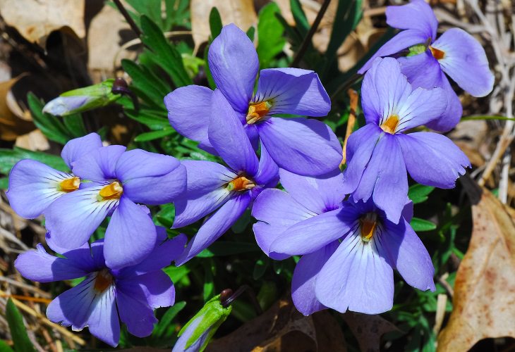 Colorful wild flowers found in the Smoke Mountains region, The Birdsfoot Violet, also known as the bird's-foot violet or mountain pansy (Viola pedata)