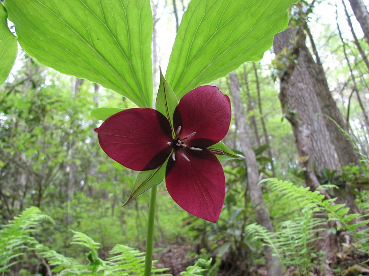 Colorful wild flowers found in the Smoke Mountains region, Sweet beth, also known as the sweet wakerobin (Trillium vaseyi)