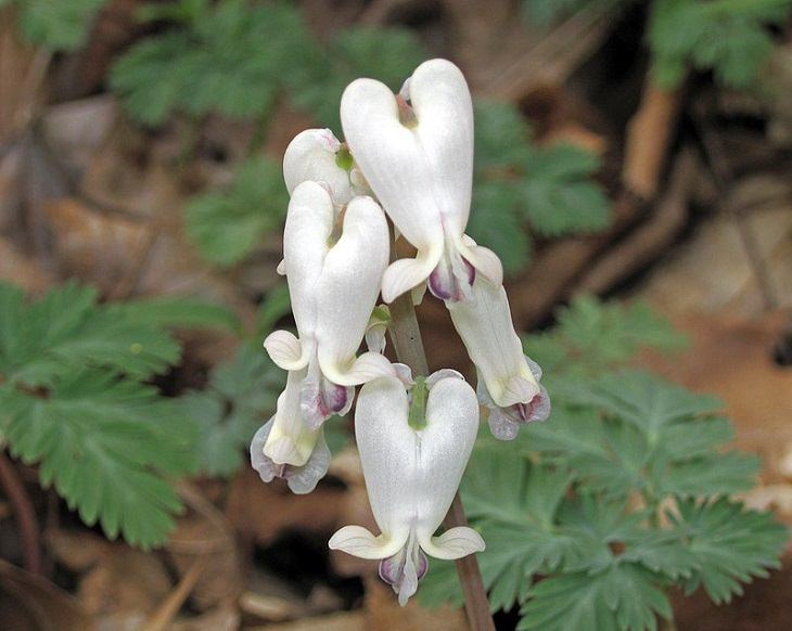 Colorful wild flowers found in the Smoke Mountains region, The Squirrel Corn (Dicentra canadensis)
