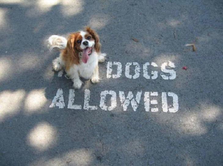 Rebellious and naughty pets and animals that don’t like to follow rules