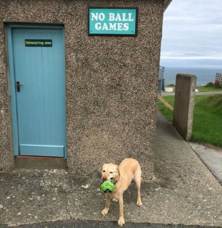 Rebellious and naughty pets and animals that don’t like to follow rules