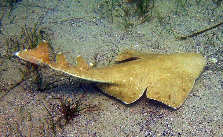 Beautiful, unique and fascinating species of sharks that are the least aggressive, and least dangerous to human beings and pose the least risk or threat, Angelsharks (Squatinidae)