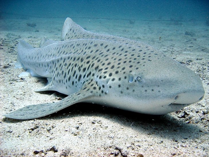 Beautiful, unique and fascinating species of sharks that are the least aggressive, and least dangerous to human beings and pose the least risk or threat, The Zebra Shark (Stegostoma fasciatum)