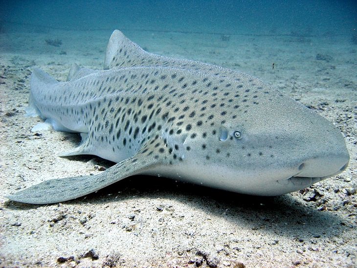 15 Least Dangerous Sharks in the World