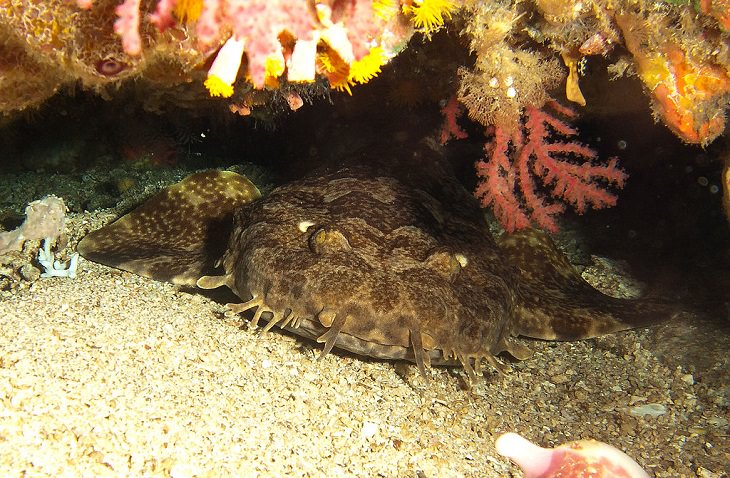 Beautiful, unique and fascinating species of sharks that are the least aggressive, and least dangerous to human beings and pose the least risk or threat, Wobbegong Shark (Orectolobidae)