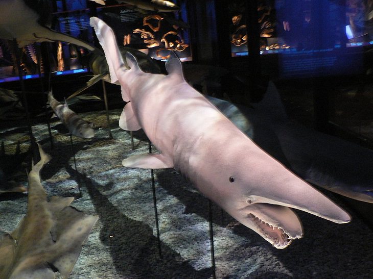 Beautiful, unique and fascinating species of sharks that are the least aggressive, and least dangerous to human beings and pose the least risk or threat, Goblin Shark (Mitsukurina owstoni)