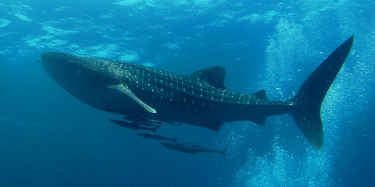 Beautiful, unique and fascinating species of sharks that are the least aggressive, and least dangerous to human beings and pose the least risk or threat, Whale shark (Rhincodon typus)