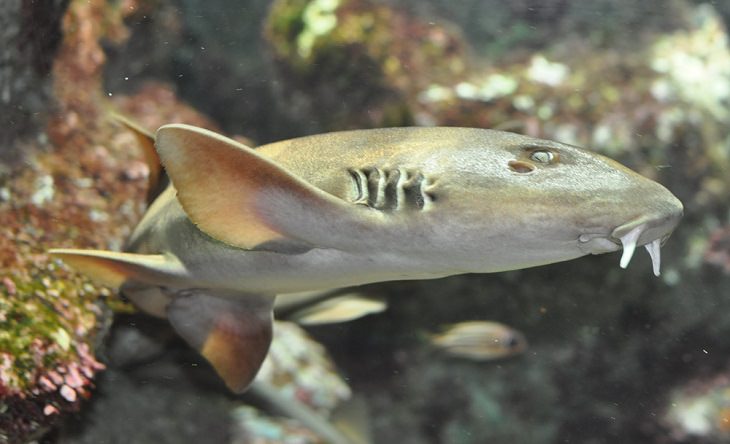 Beautiful, unique and fascinating species of sharks that are the least aggressive, and least dangerous to human beings and pose the least risk or threat, Bamboo shark (Hemiscylliidae)