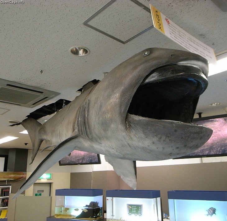 Beautiful, unique and fascinating species of sharks that are the least aggressive, and least dangerous to human beings and pose the least risk or threat, The Megamouth Shark (Megachasma pelagios)