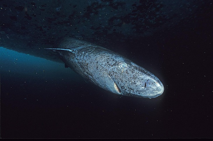 Beautiful, unique and fascinating species of sharks that are the least aggressive, and least dangerous to human beings and pose the least risk or threat, The Greenland Shark (Somniosus microcephalus)