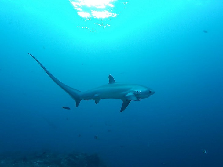 Beautiful, unique and fascinating species of sharks that are the least aggressive, and least dangerous to human beings and pose the least risk or threat, Thresher Shark (Alopiidae)